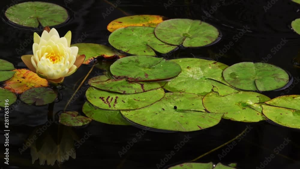 Lotus Flowers and Lily Pads in Lake Lotus Flowers and Lily Pads in Lake