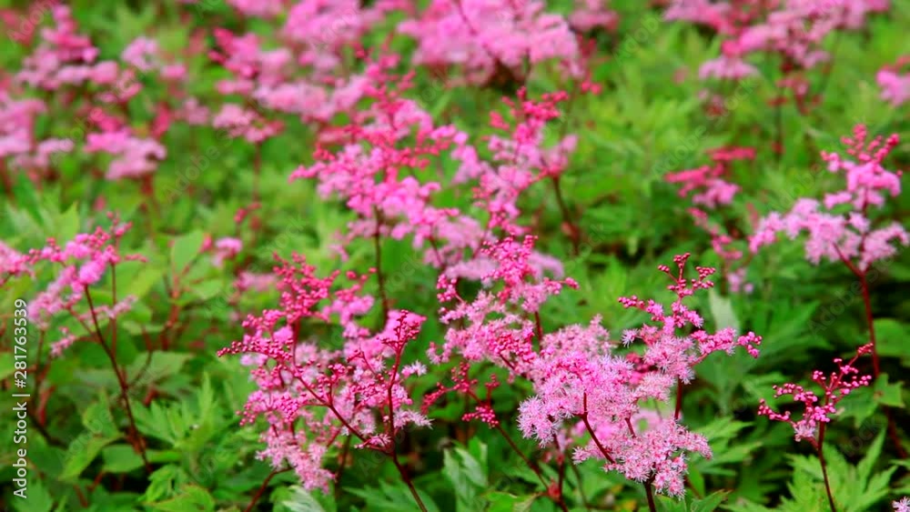 Close up of flowers, Maibara, Shiga Prefecture, Japan Close up of flowers, Maibara, Shiga Prefecture, Japan