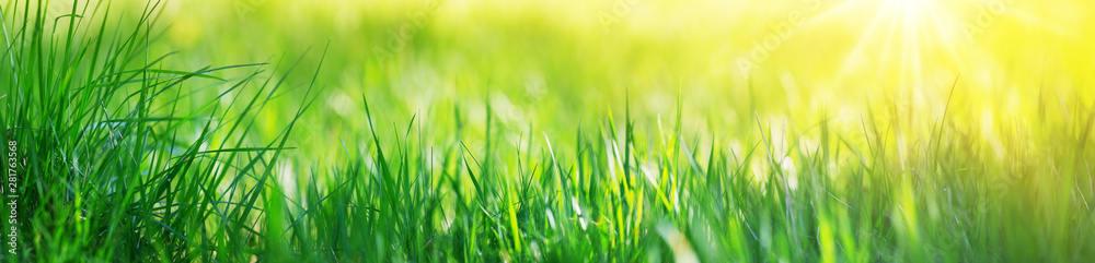 Fresh green grass background with sunlight - obrazy, fototapety, plakaty 
