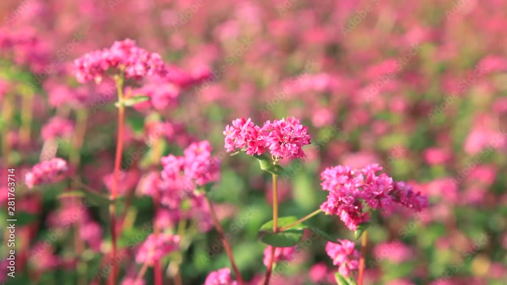 View of buckwheat flowers, Minowa, Nagano Prefecture, Japan View of buckwheat flowers, Minowa, Nagano Prefecture, Japan