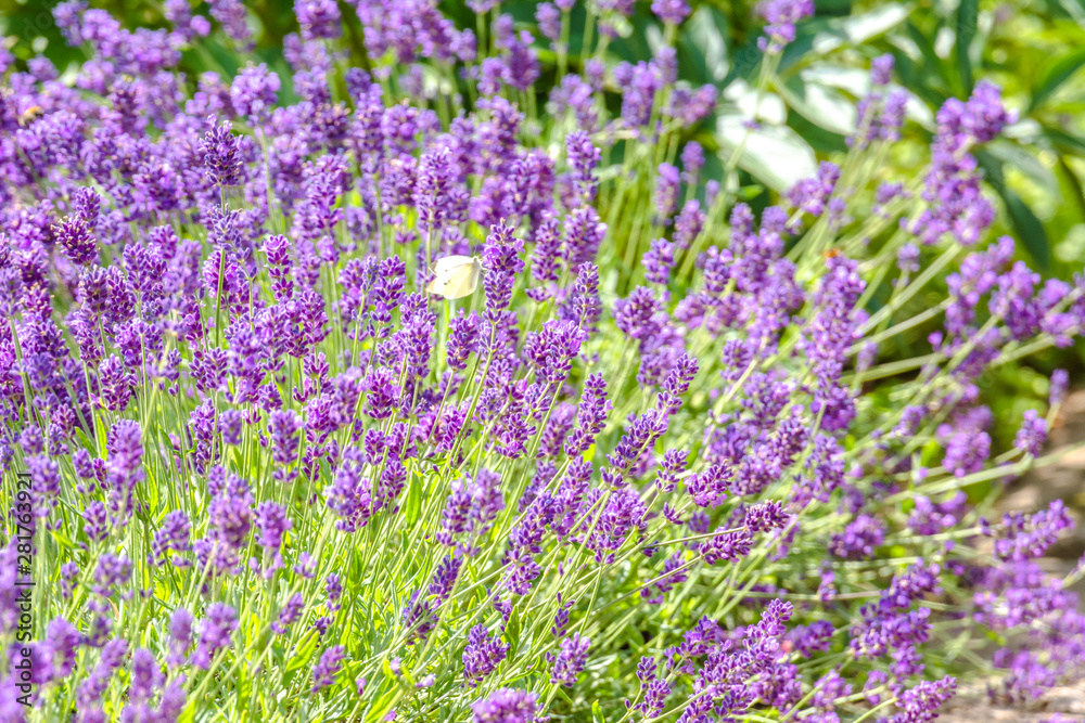 Field of lavender flower, purple nature background Field of lavender flower, purple nature background