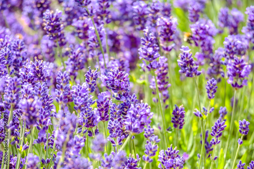 Field of lavender flower, purple nature background