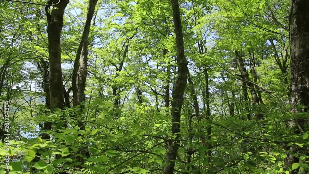 Landscape with green trees in forest, Japan Landscape with green trees in forest, Japan