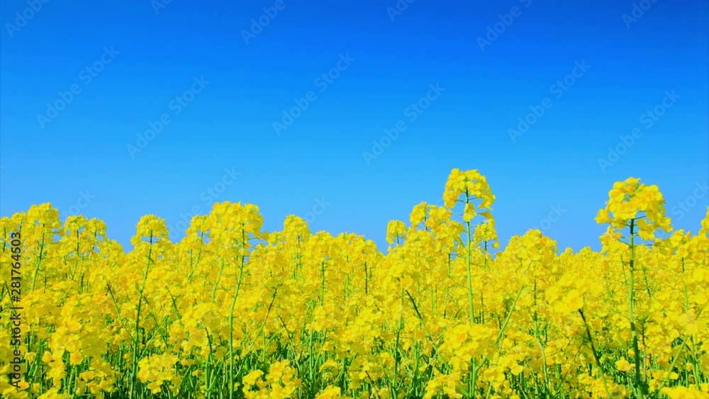 Close up of rapeseed, Asahi, Toyama Prefecture, Japan Close up of rapeseed, Asahi, Toyama Prefecture, Japan