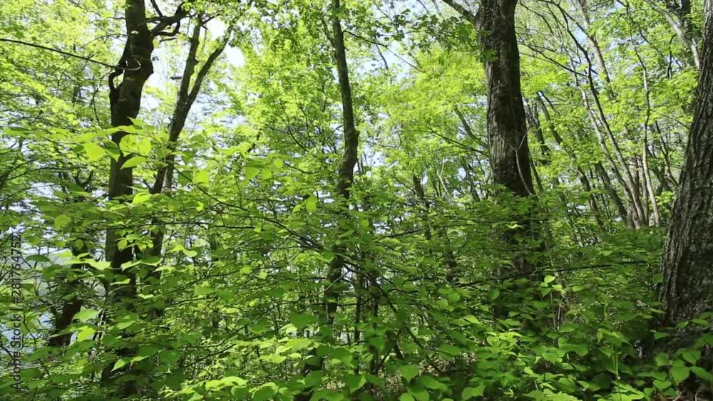Landscape with green trees in forest, Japan Landscape with green trees in forest, Japan