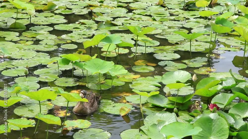 Close up of cargamo duck with duckling in lake Close up of cargamo duck with duckling in lake