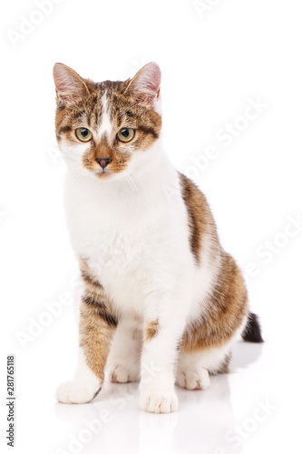 A true friend. Cat is isolated on white