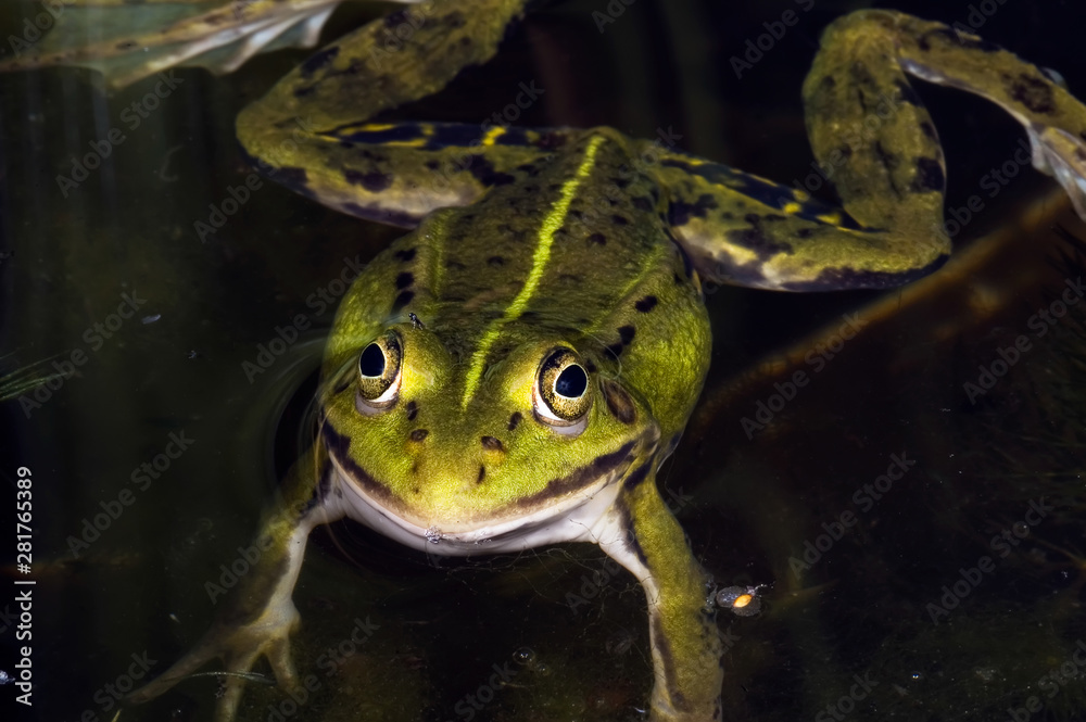Obraz premium Green frog lying on the water waiting for prey. Macrophotography