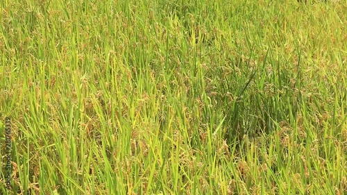 Rice field, Maruyama Senmaida, Kumano, Mie Prefecture, Japan photo