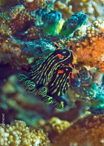Nudibranchs crawling on the coral. Underwater photography
