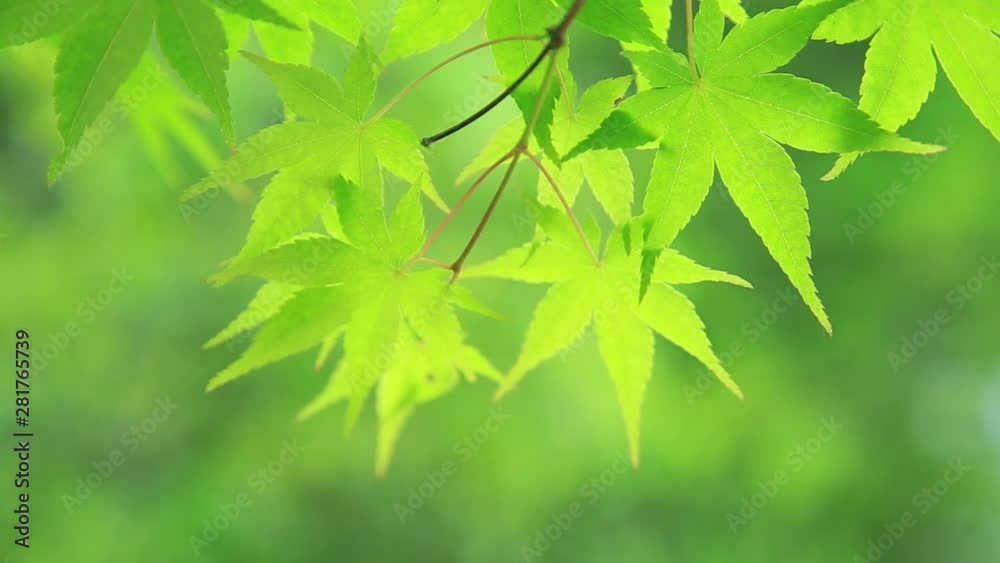 Close up of Japanese Maple, Kyoto City, Kyoto Prefecture, Japan Close up of Japanese Maple, Kyoto City, Kyoto Prefecture, Japan
