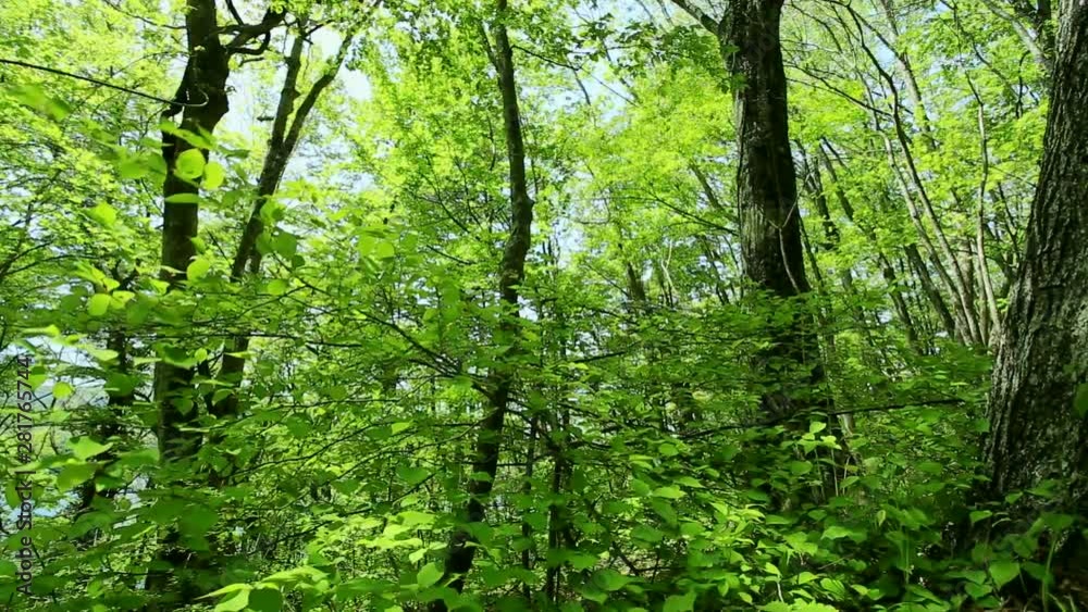 Landscape with green trees in forest, Japan Landscape with green trees in forest, Japan