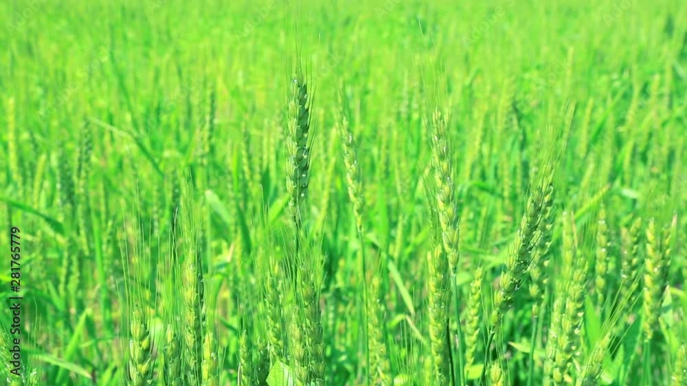 Close up of wheat, Kyoto City, Kyoto Prefecture, Japan Close up of wheat, Kyoto City, Kyoto Prefecture, Japan