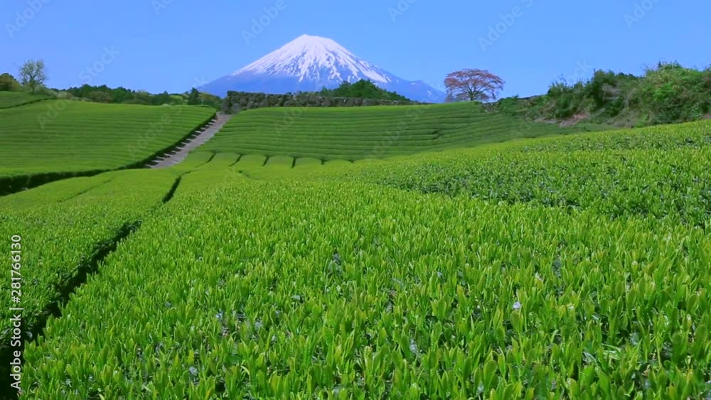 Dolly shot of tea field and Fuji in springtime, Japan Dolly shot of tea field and Fuji in springtime, Japan