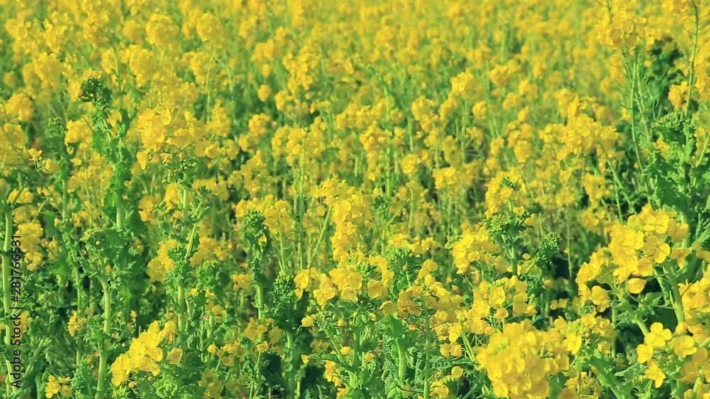 Close up of rapeseed in field, Tahara, Aichi Prefecture, Japan