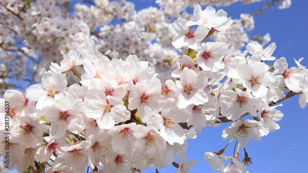 Close up of Japanese cherry, Fujiyoshida, Yamanashi Prefecture, Japan Close up of Japanese cherry, Fujiyoshida, Yamanashi Prefecture, Japan