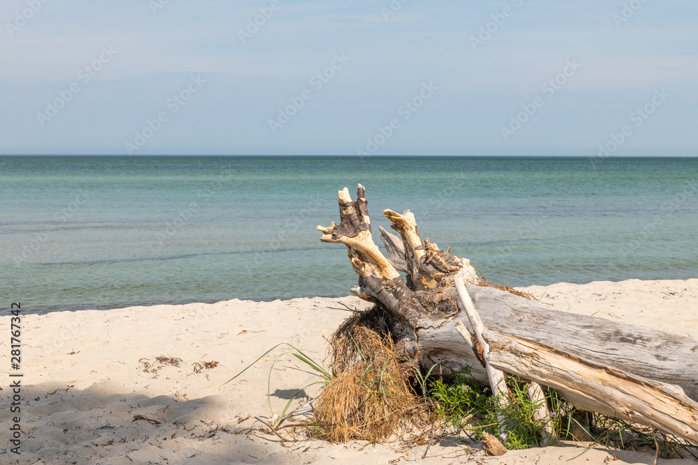 Old tree root is weathered on a beach overlooking the sea Old tree root is weathered on a beach overlooking the sea