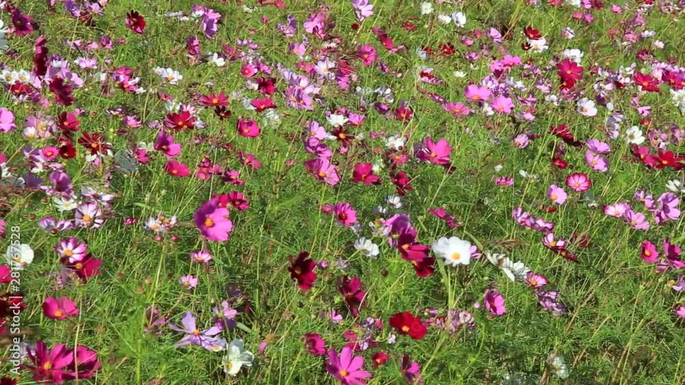 Close up of flowers swaying in wind Close up of flowers swaying in wind