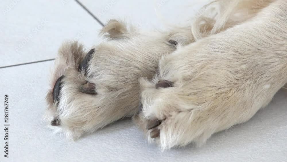 dog paw from golden retriever on white tile dog paw from golden retriever on white tile
