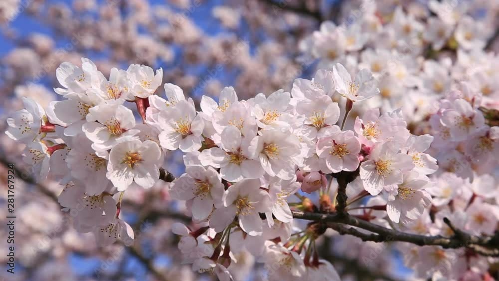 Japanese cherry blossoms in spring Japanese cherry blossoms in spring