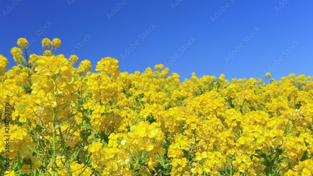 Close up of rapeseed field, Awaji, Hyogo Prefecture, Japan Close up of rapeseed field, Awaji, Hyogo Prefecture, Japan