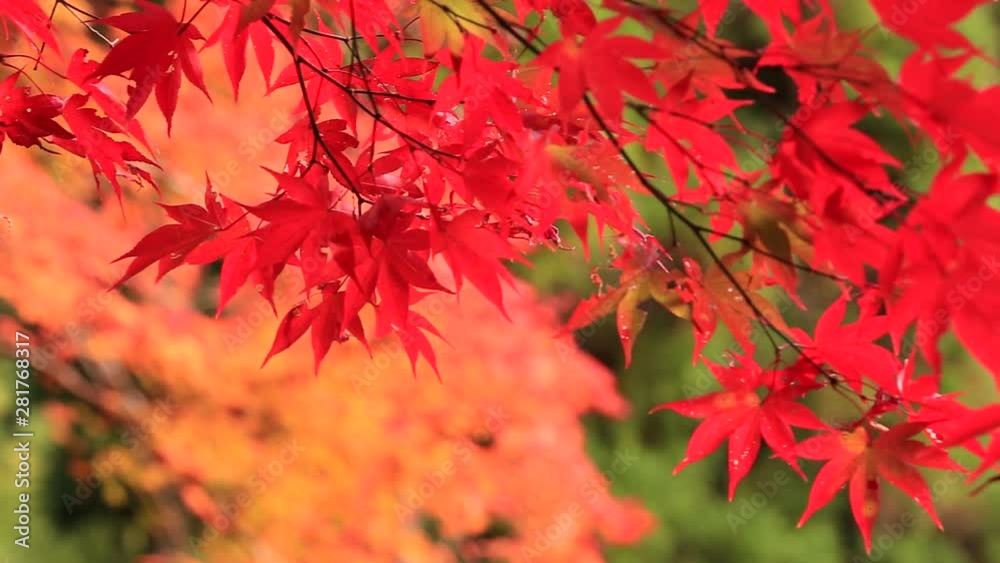 Dolly shot of autumn Japanese maple leaves Dolly shot of autumn Japanese maple leaves