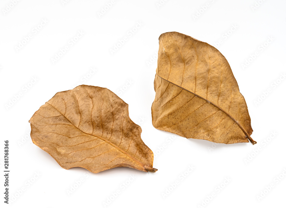 Sea almond leaf dry are used to adjust the water image to be neutral, Suitable for betta fish farming