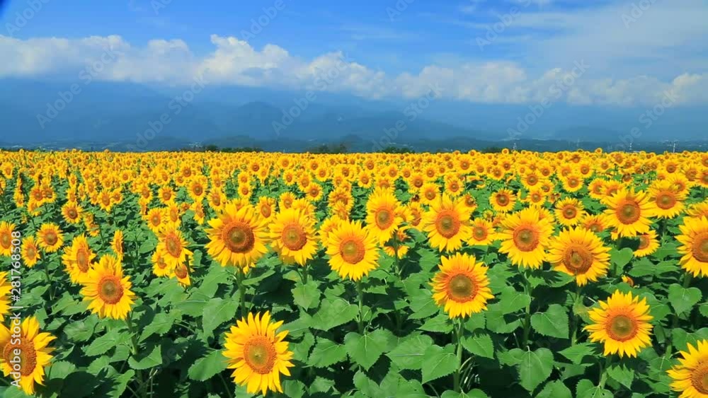 View of sunflower field, Japan View of sunflower field, Japan