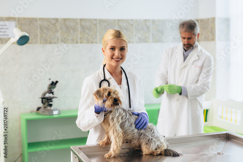 Fototapeta Naklejka Na Ścianę i Meble -  veterinarians examine dog at the clinic