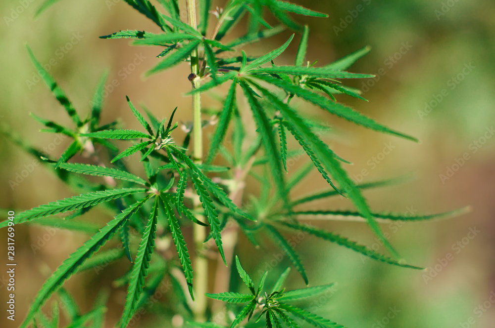 Leaves of green hemp that grows in the wild in summer on a Sunny day Leaves of green hemp that grows in the wild in summer on a Sunny day