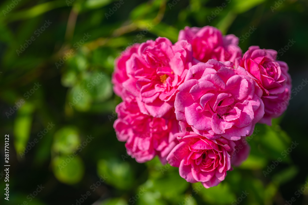 individual flowers are in  focus