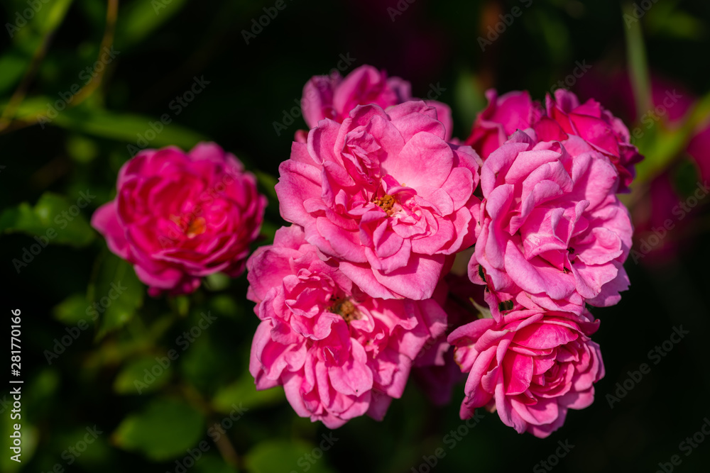 individual flowers are in  focus