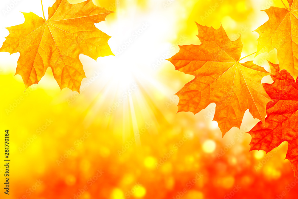 autumn landscape with bright colorful foliage. Indian summer. autumn landscape with bright colorful foliage. Indian summer.