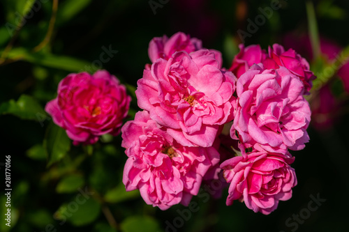 individual flowers are in focus