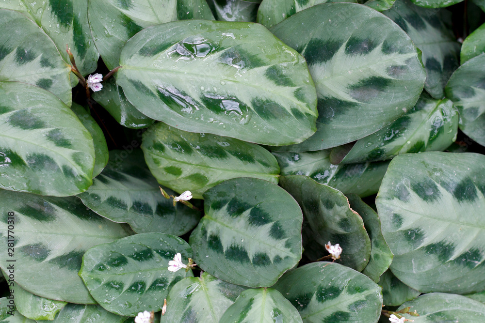 Fototapeta premium natural background texture of the leaves of the tropical plant Calathea