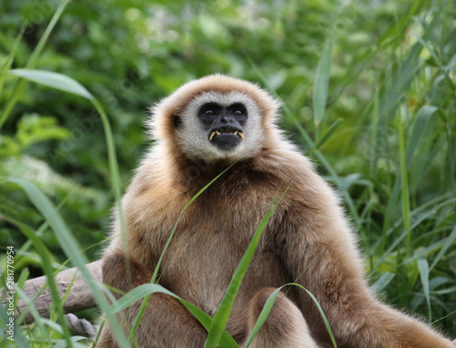wild monkey.