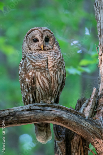 Barred Owl (Strix varia)