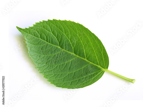 green leaf isolated on white.