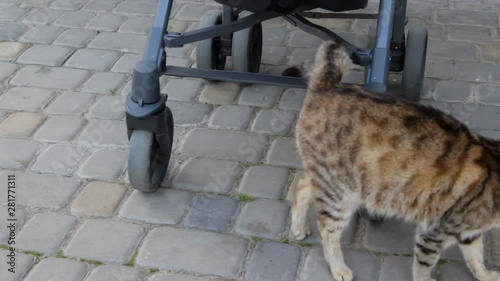 cat stroller,gray cat walks near baby carriage photo