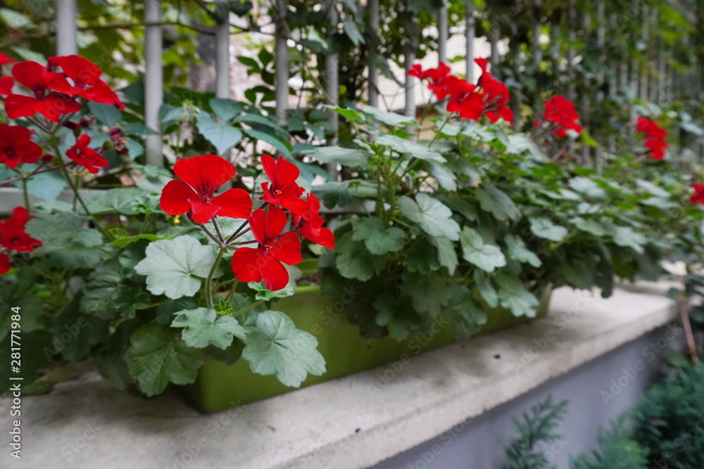 Obraz premium red flowers in a pot on the window. decorating homes and Windows from the outside, the love of growing flowers and plants. comfort and coziness in modern residential building
