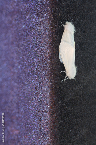 Two mating white butterflies in an urban environment. Close-up image of Two White Ermine Moth butterflies (Spilosoma lubricipeda) photo