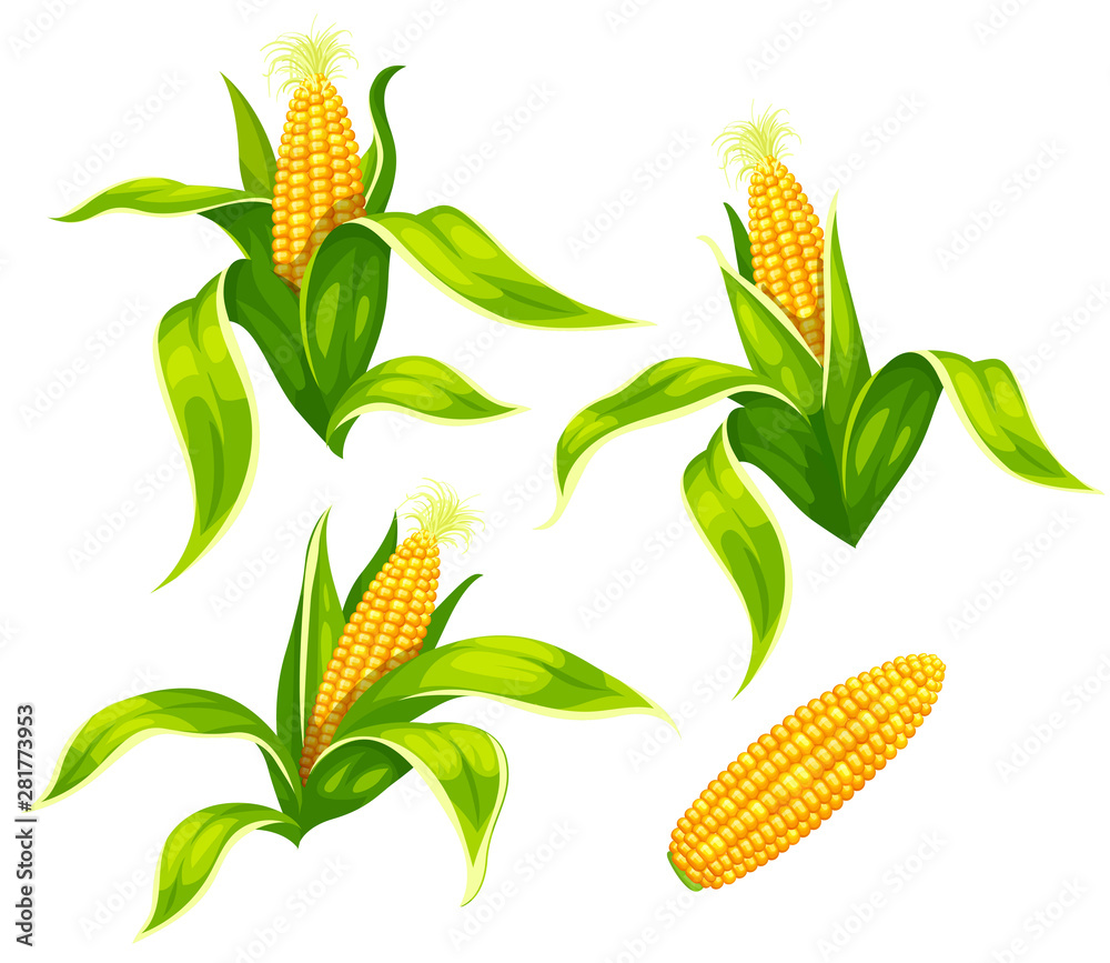 Set of maize corncobs with yellow corns ears and green leaves set, isolated on white transparent background. Ripe corn vegetables. Eps10 vector illustration. - obrazy, fototapety, plakaty 