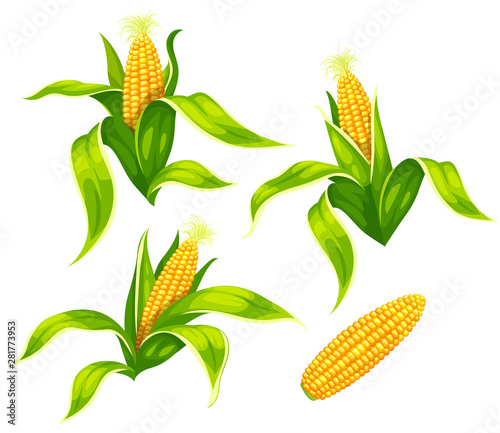 Fotografia Set of maize corncobs with yellow corns ears and green leaves set, isolated on white transparent background