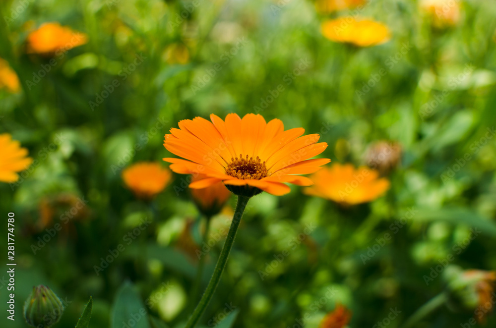 calendula closeup, beautiful orange flower calendula closeup, beautiful orange flower