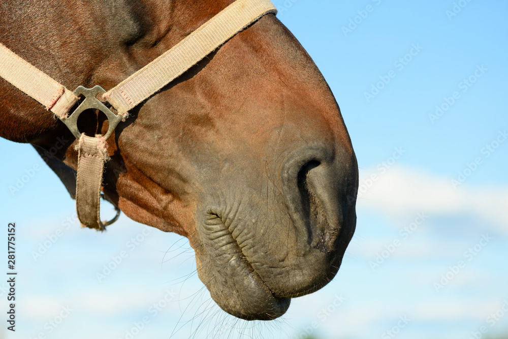 Obraz premium The face of the bay horse is against the blue sky, close up.