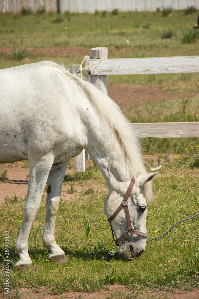 Beautiful white horse grazing in the meadow in summer Beautiful white horse grazing in the meadow in summer