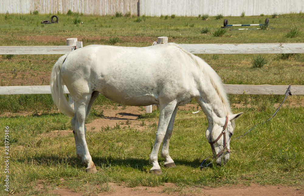 Beautiful white horse grazing in the meadow in summer Beautiful white horse grazing in the meadow in summer