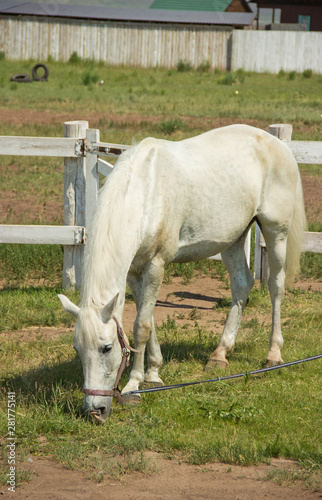 Beautiful white horse grazing in the meadow in summer