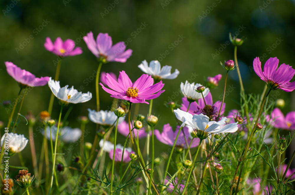 A Many beautiful pink and a white daisies A Many beautiful pink and a white daisies