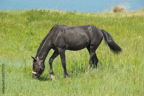 Beautiful black horse grazing in the meadow in summer